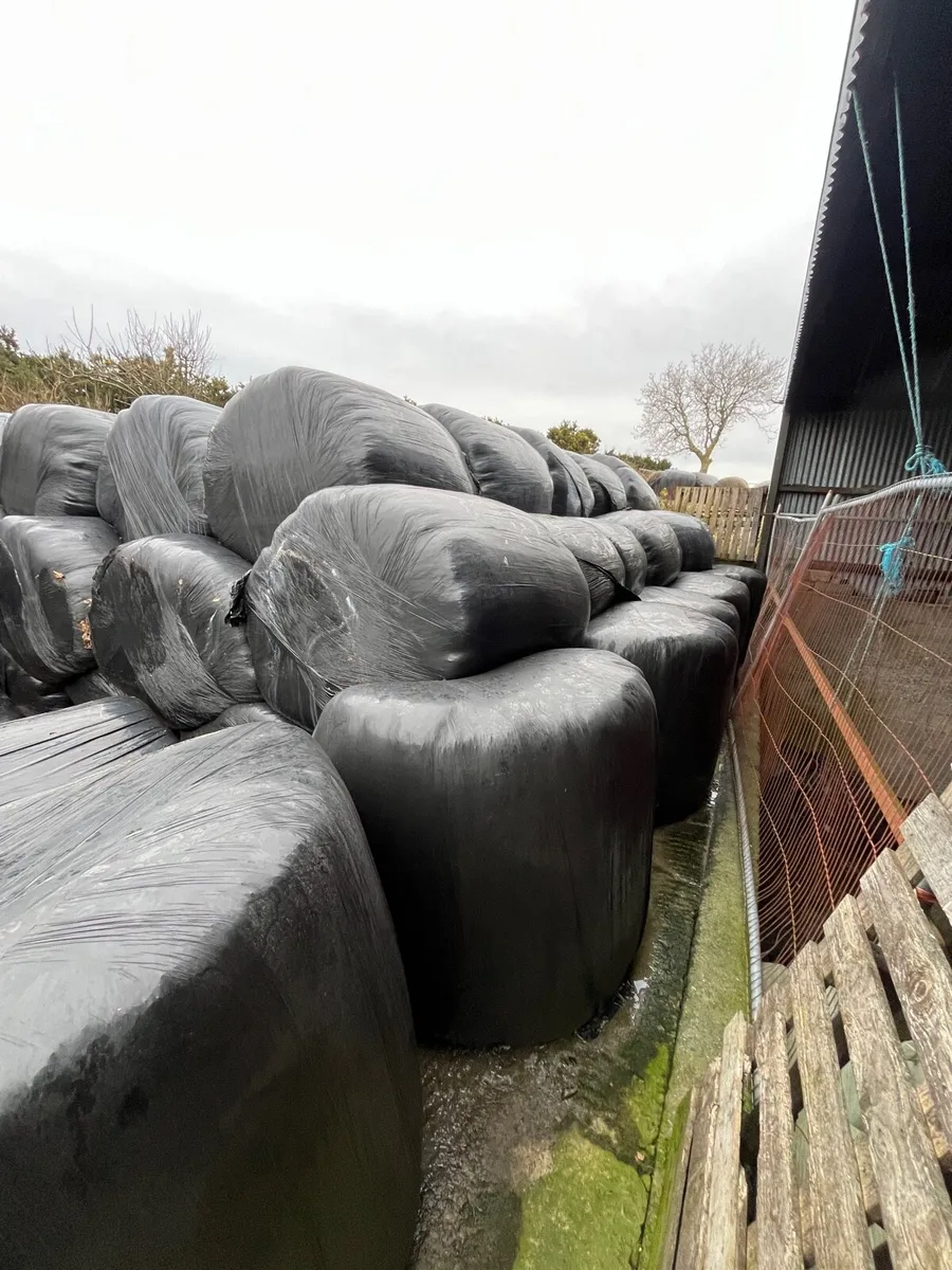 Round bales silage - Image 2