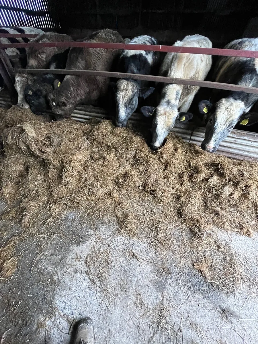 Round bales silage - Image 4