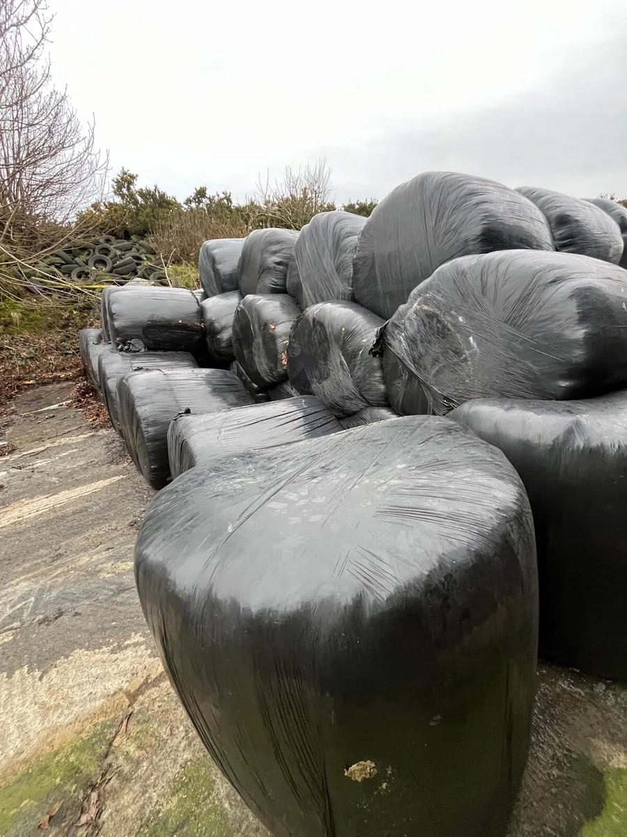 Round bales silage - Image 3