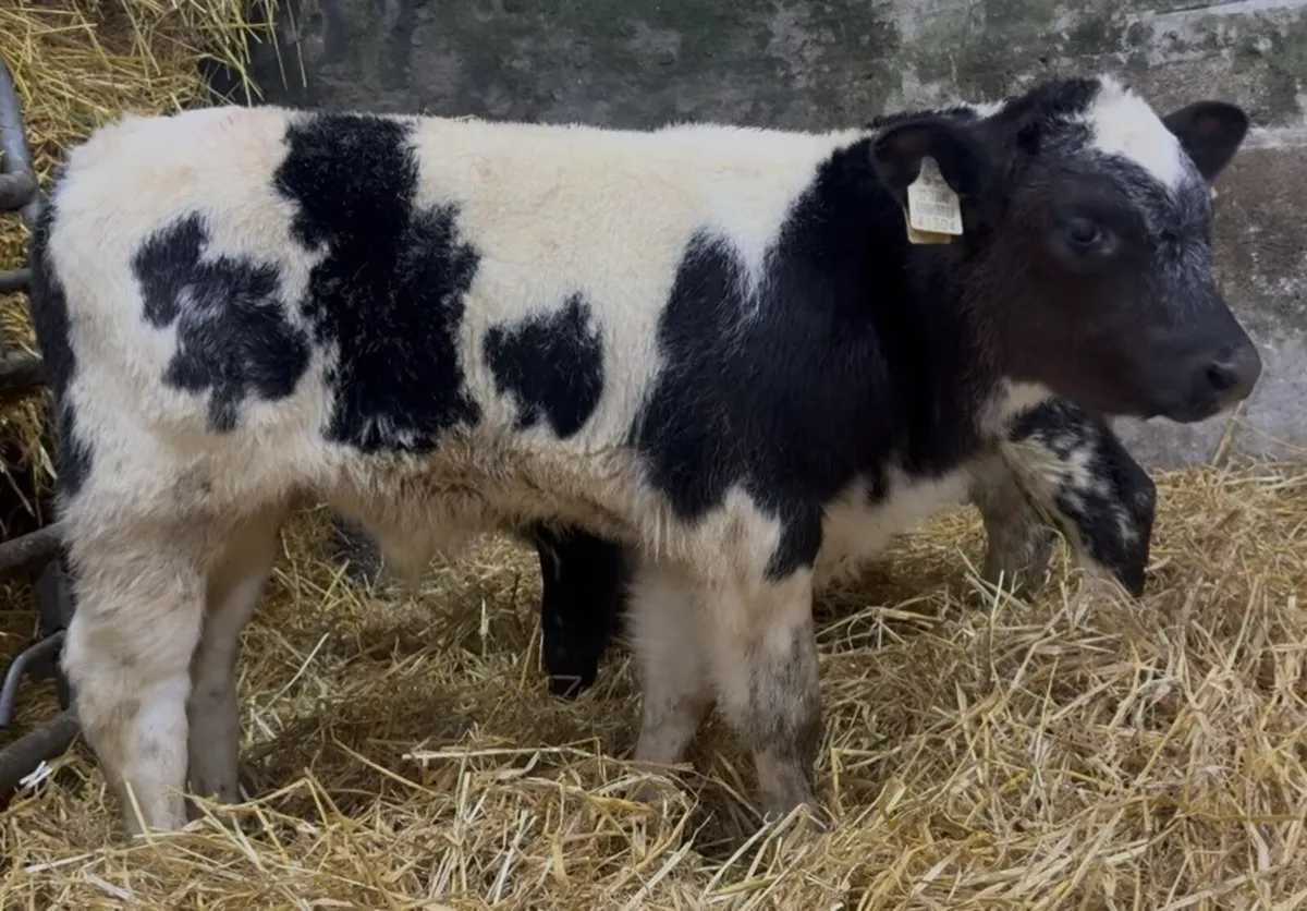 3 quality AI bred BB bullcalves - Image 1