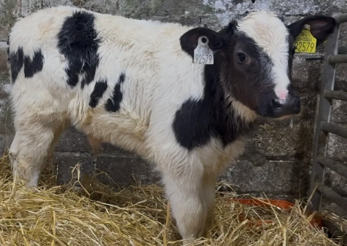 3 quality AI bred BB bullcalves - Image 3
