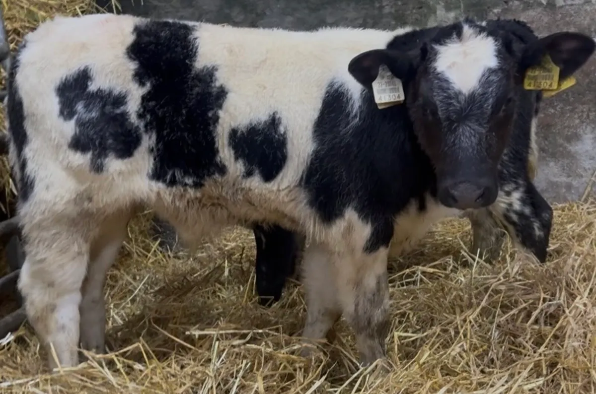 3 quality AI bred BB bullcalves - Image 4