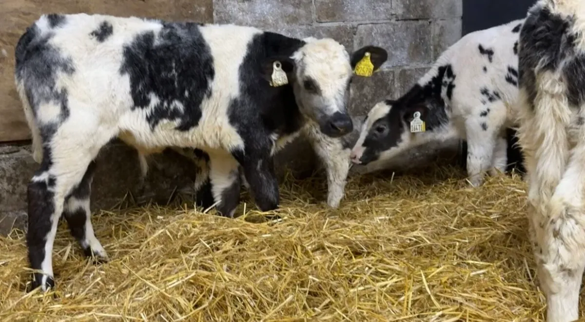 3 quality AI bred BB bullcalves - Image 4