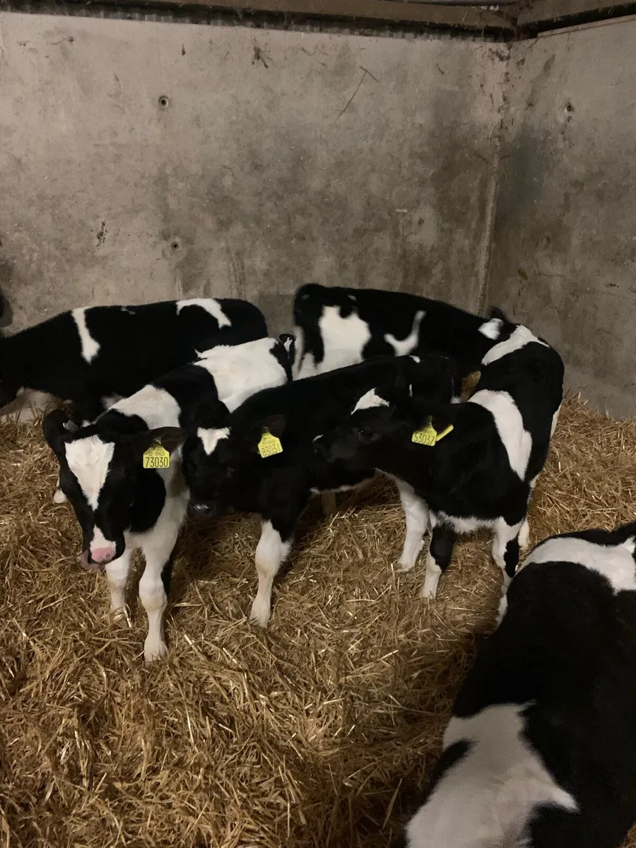 Friesan bull calves - Image 1
