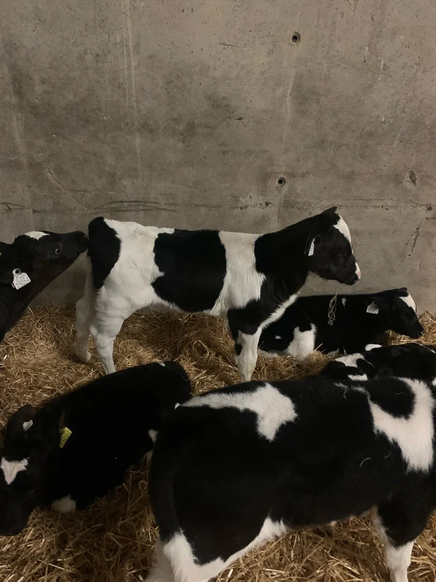 Friesan bull calves - Image 4