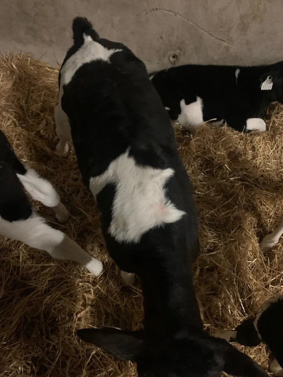 Friesan bull calves - Image 3