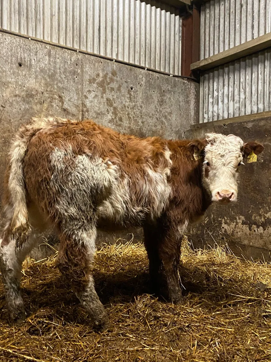 ⭐️2 super roan  breading heifers⭐️ - Image 1