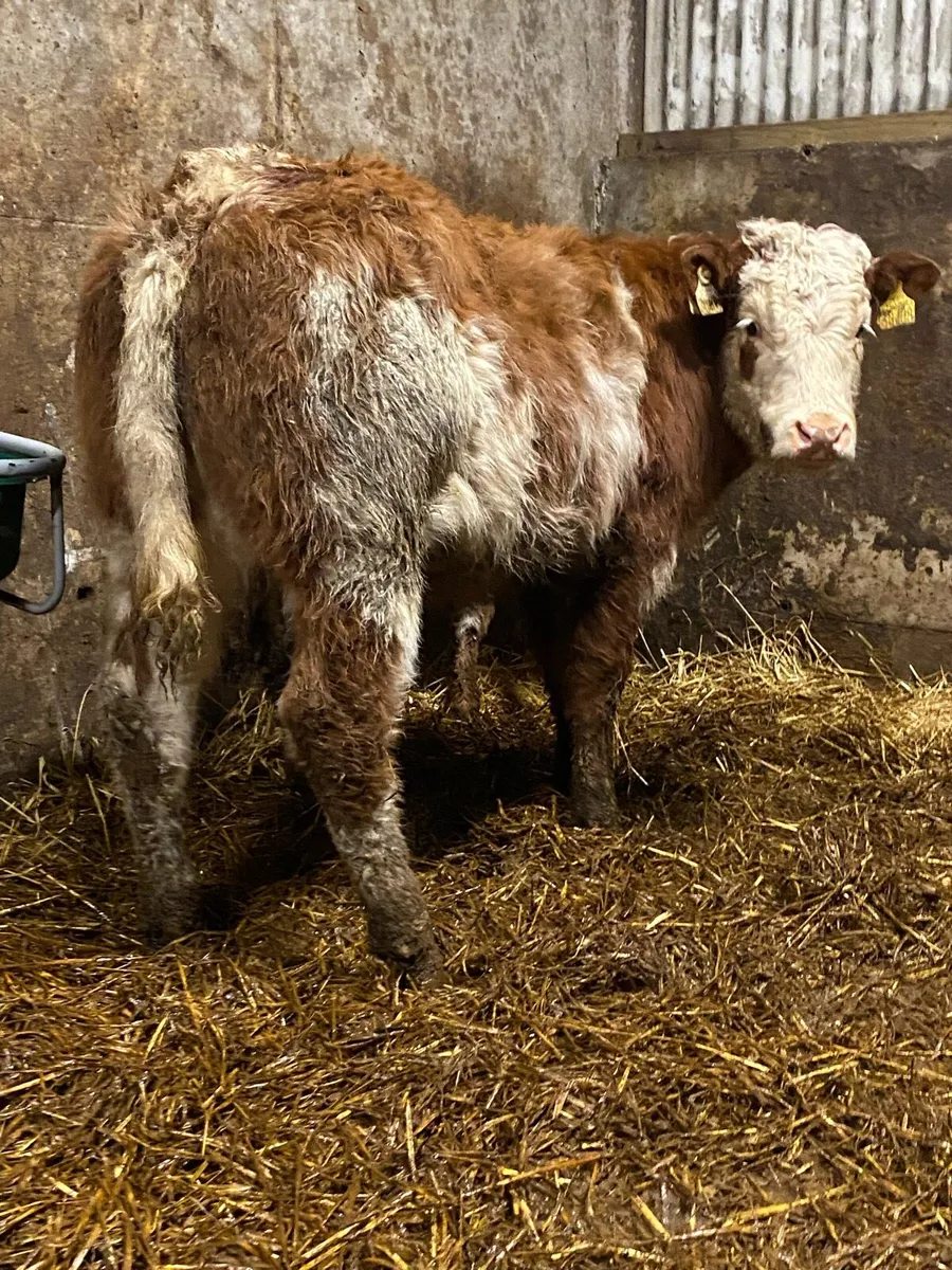 ⭐️2 super roan  breading heifers⭐️ - Image 2