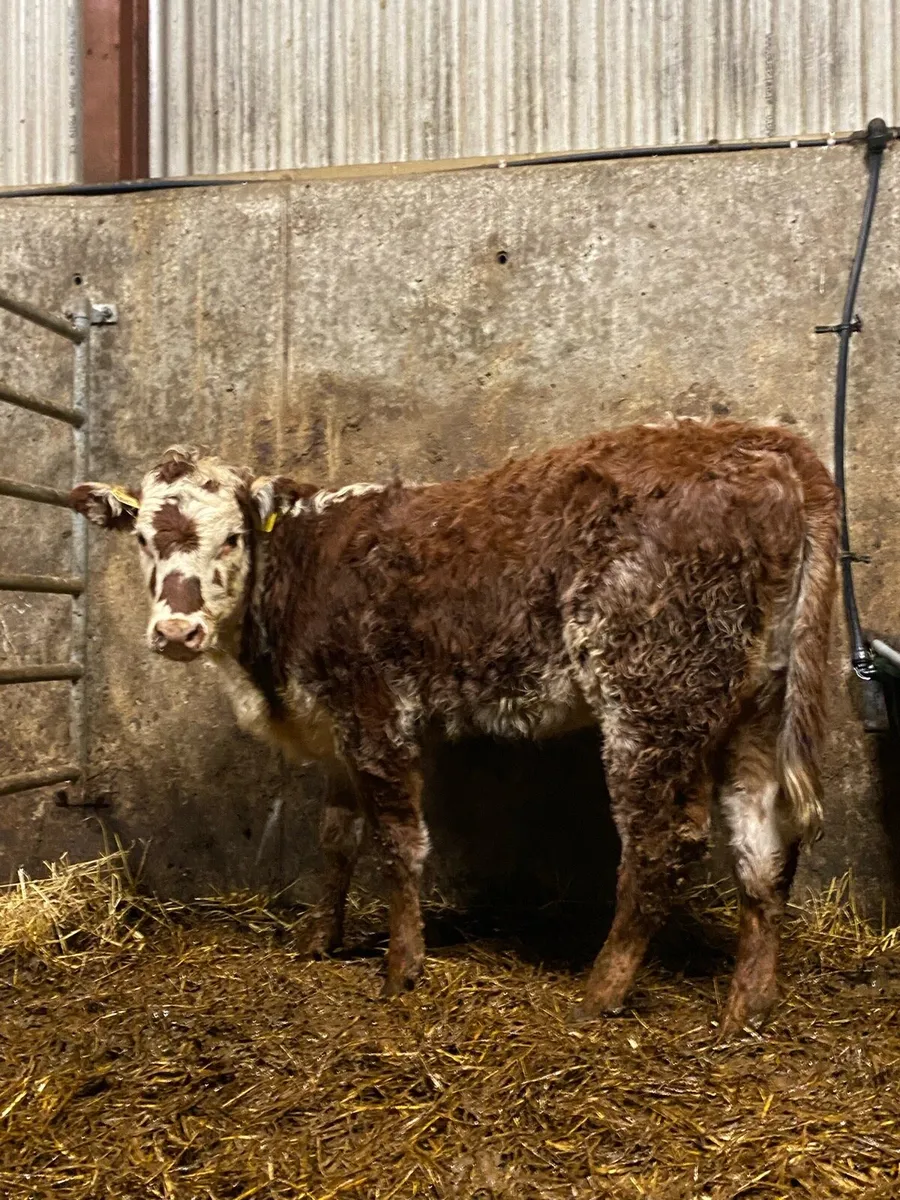 ⭐️2 super roan  breading heifers⭐️ - Image 3