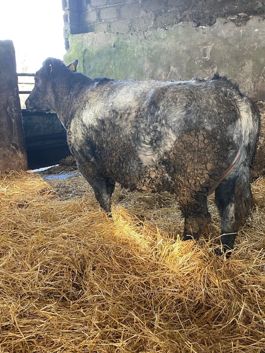 🌟TIME UP TWO WEEKS 🌟 - Image 1