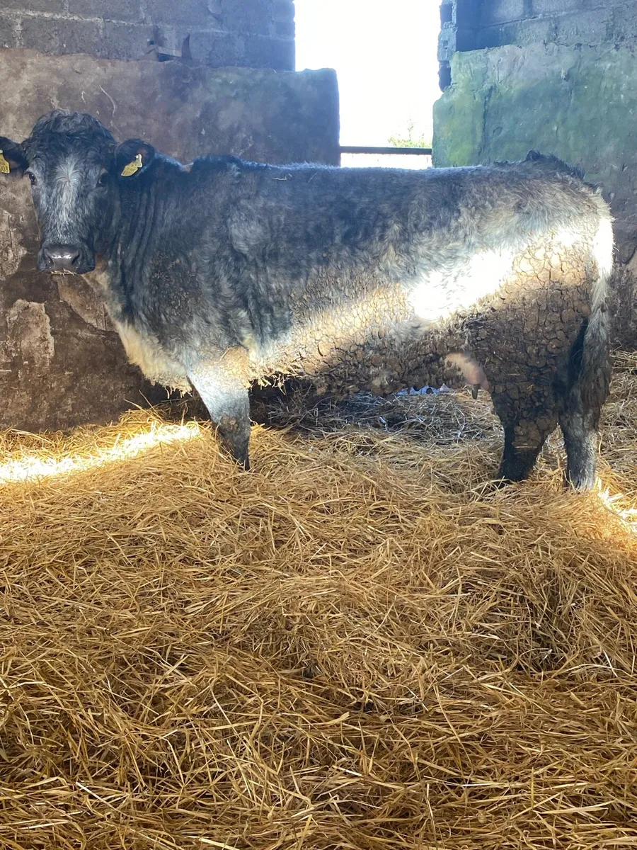 🌟TIME UP TWO WEEKS 🌟 - Image 3