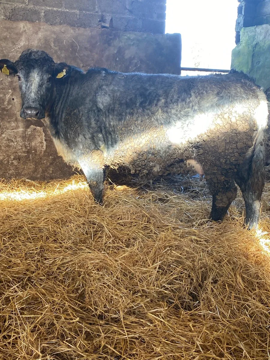 🌟TIME UP TWO WEEKS 🌟 - Image 4