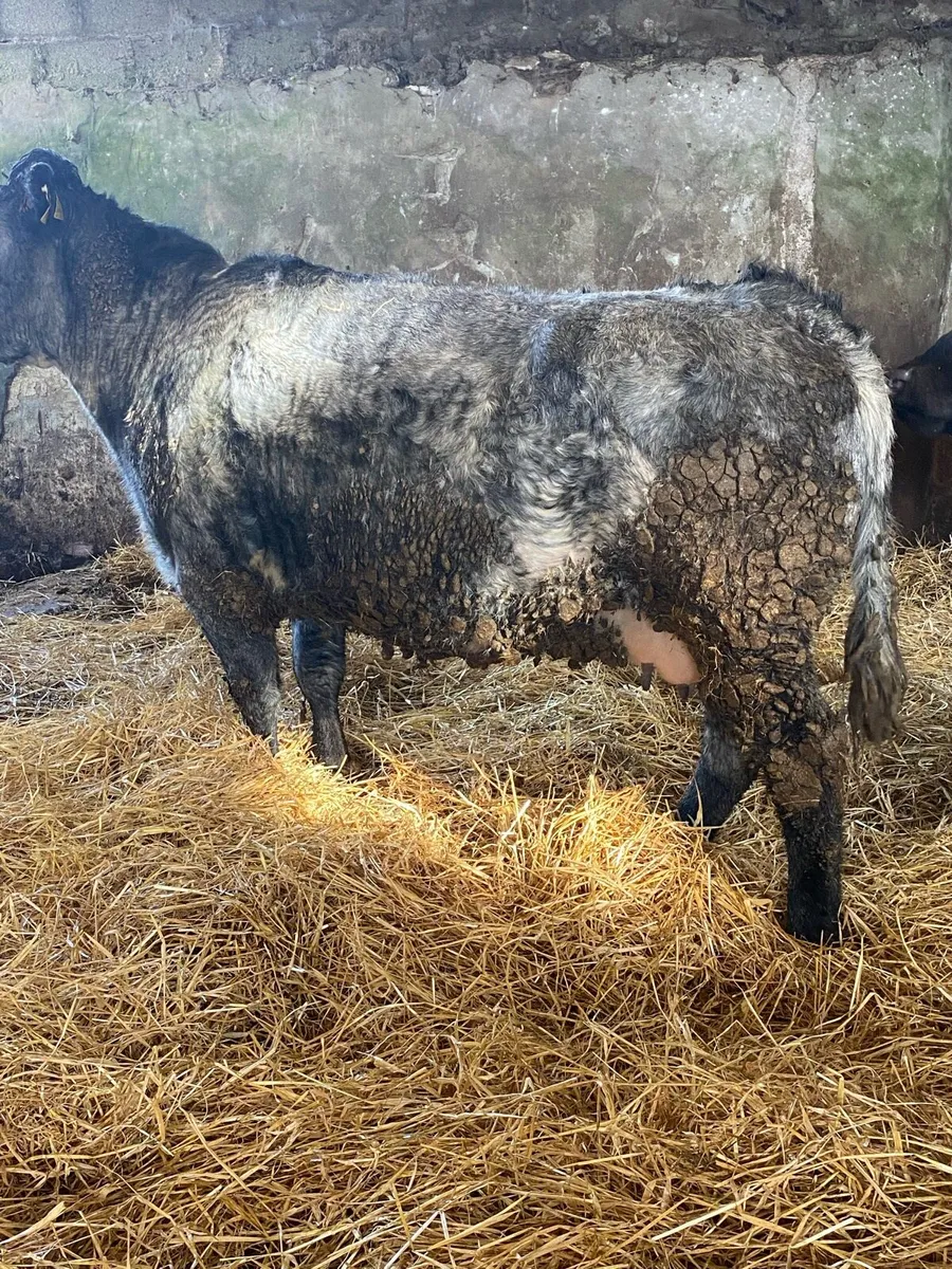 🌟TIME UP TWO WEEKS 🌟 - Image 2