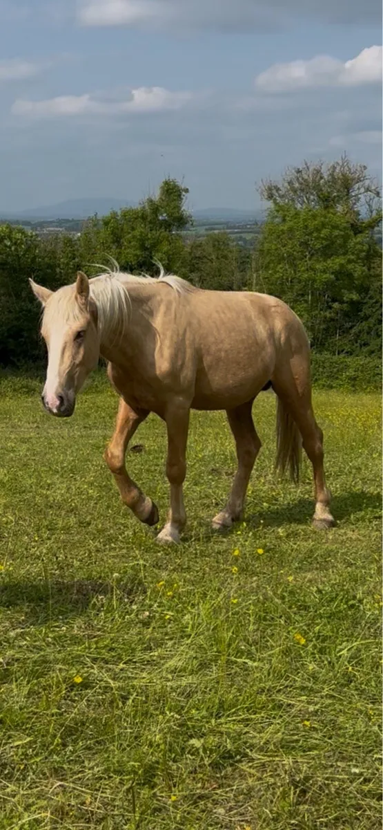15hh 3 year old colt - Image 1