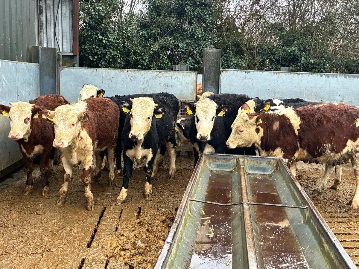 9 smashing Hereford heifers for sale - Image 2