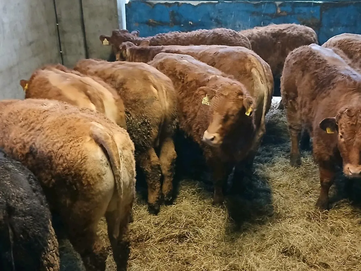 10 Top Quality LMX Heifer's for sale - Image 1