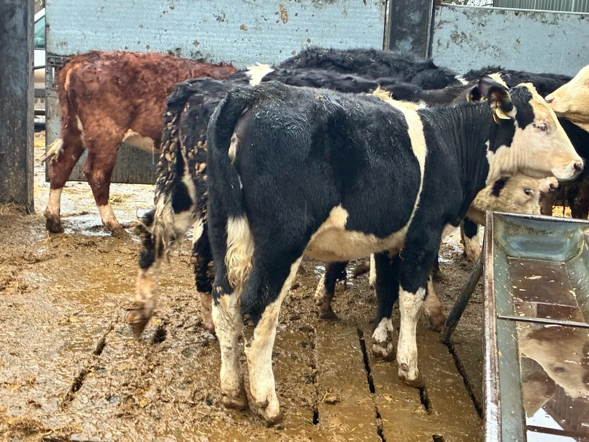 9 smashing Hereford heifers for sale - Image 4