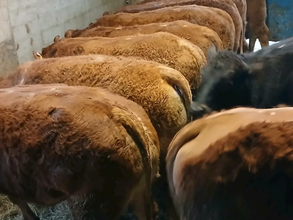 10 Top Quality LMX Heifer's for sale - Image 4