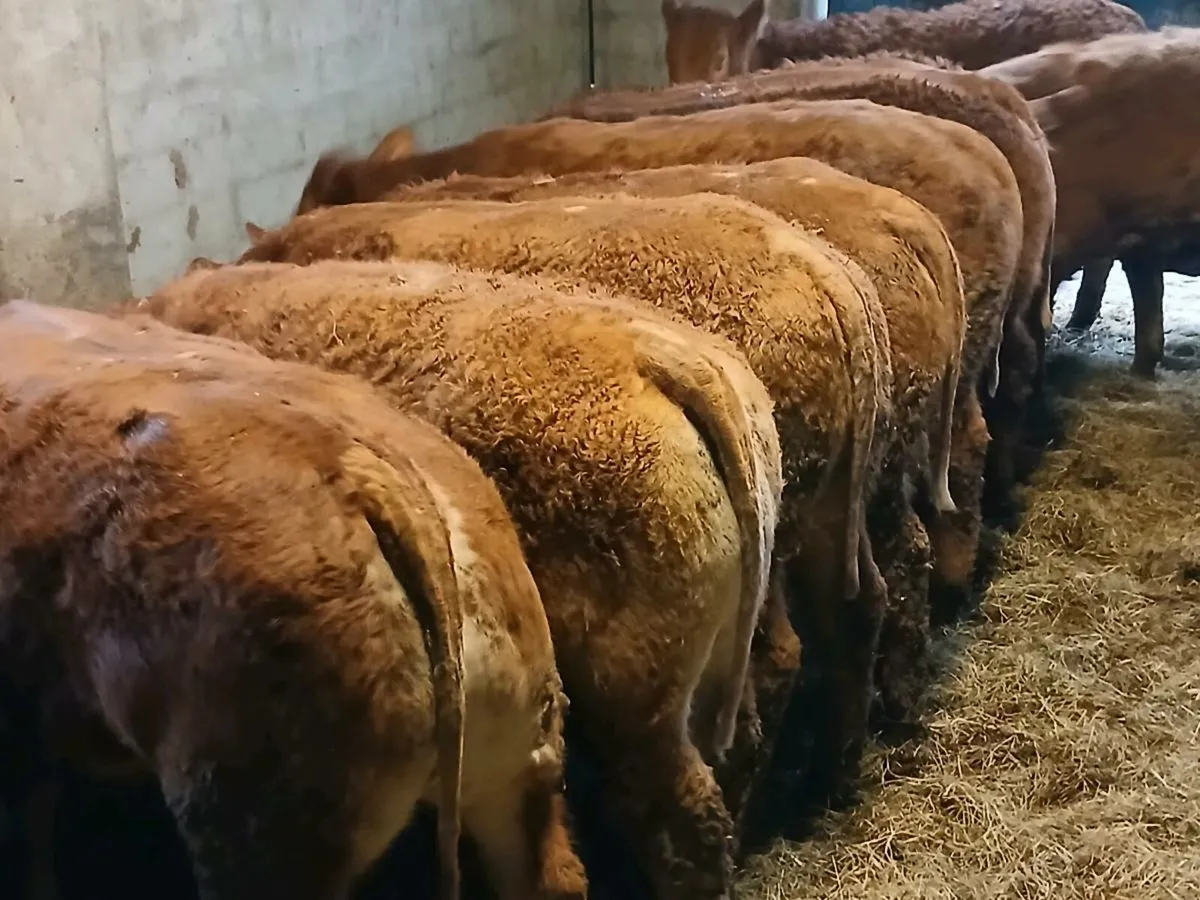 10 Top Quality LMX Heifer's for sale - Image 2