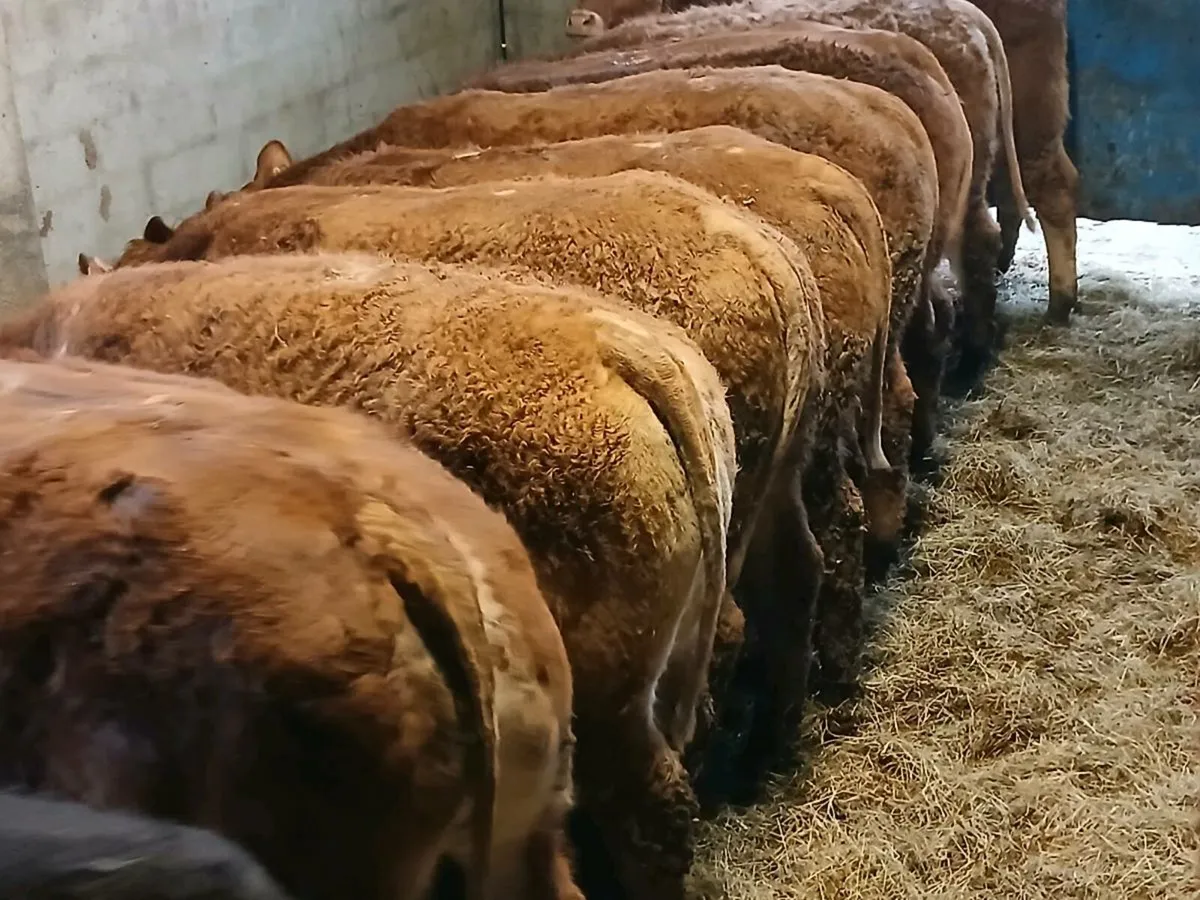 10 Top Quality LMX Heifer's for sale - Image 3