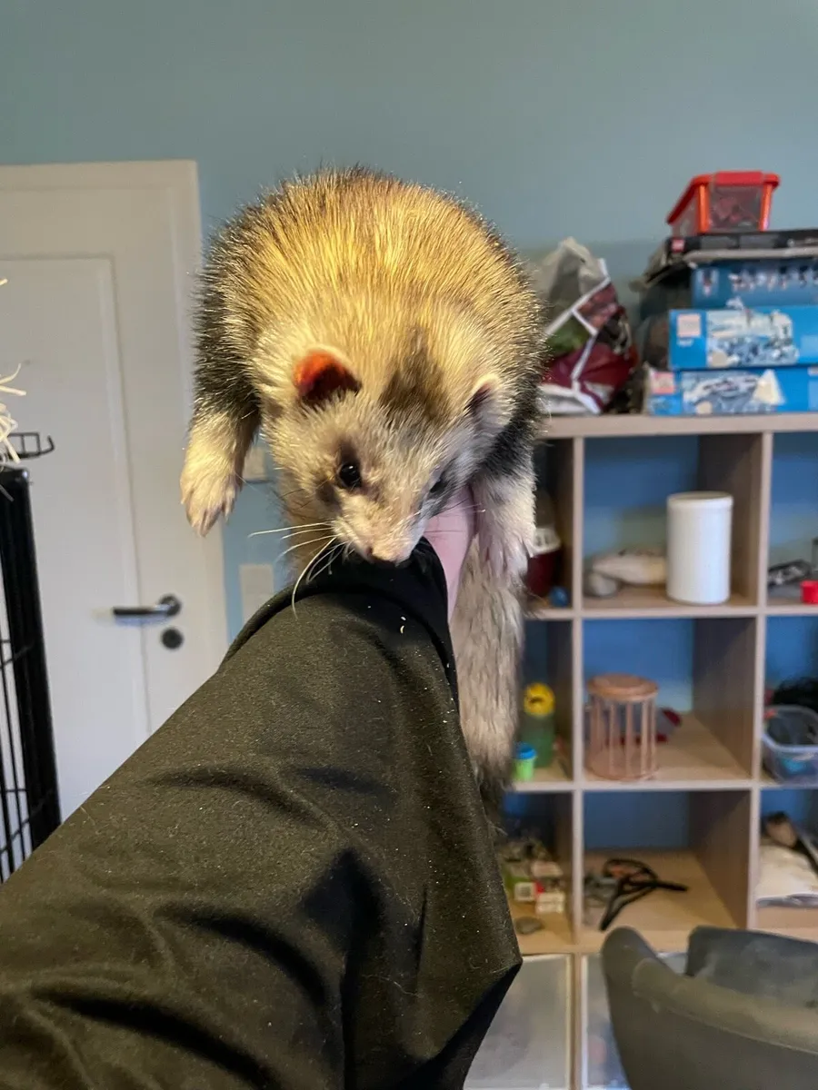 2 ferrets (males) - Image 1