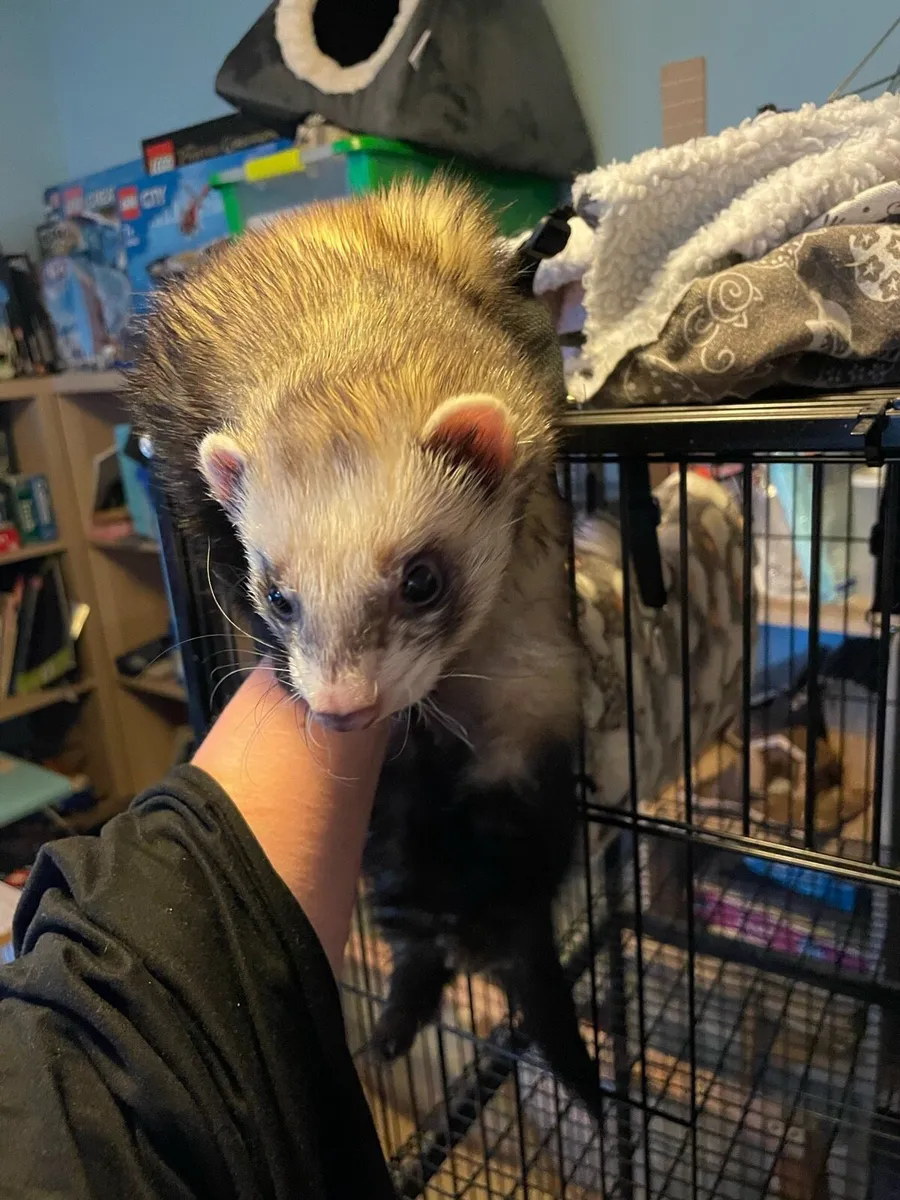 2 ferrets (males) - Image 2