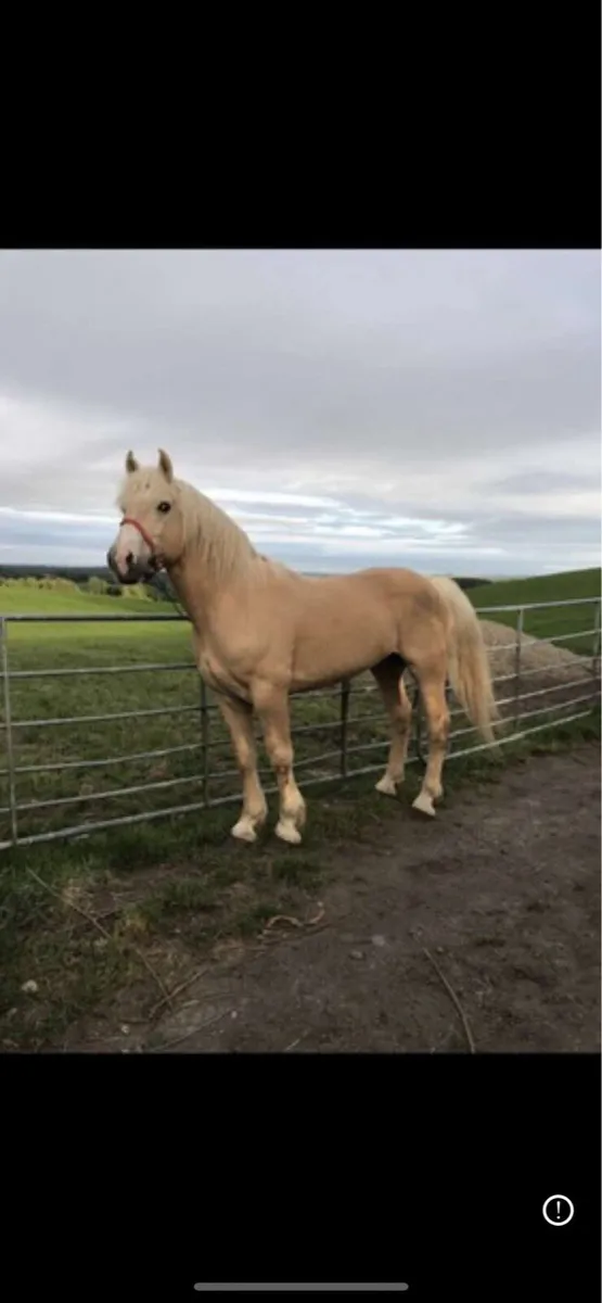 15hh 3 year old colt - Image 3