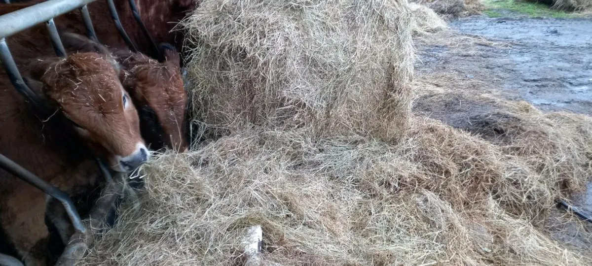 Silage / Haylage - Image 2