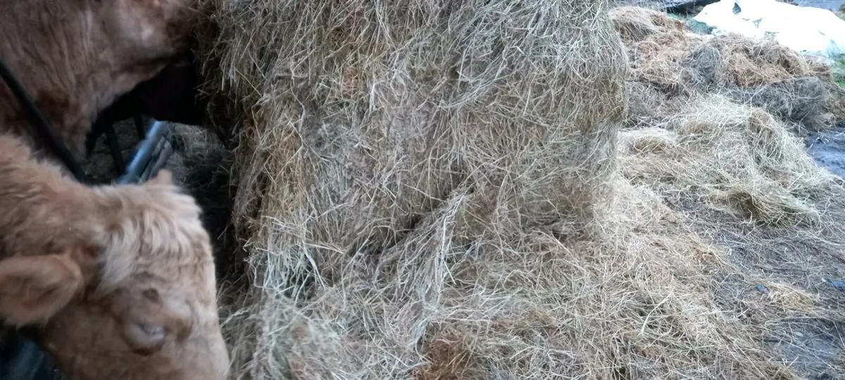 Silage / Haylage - Image 1