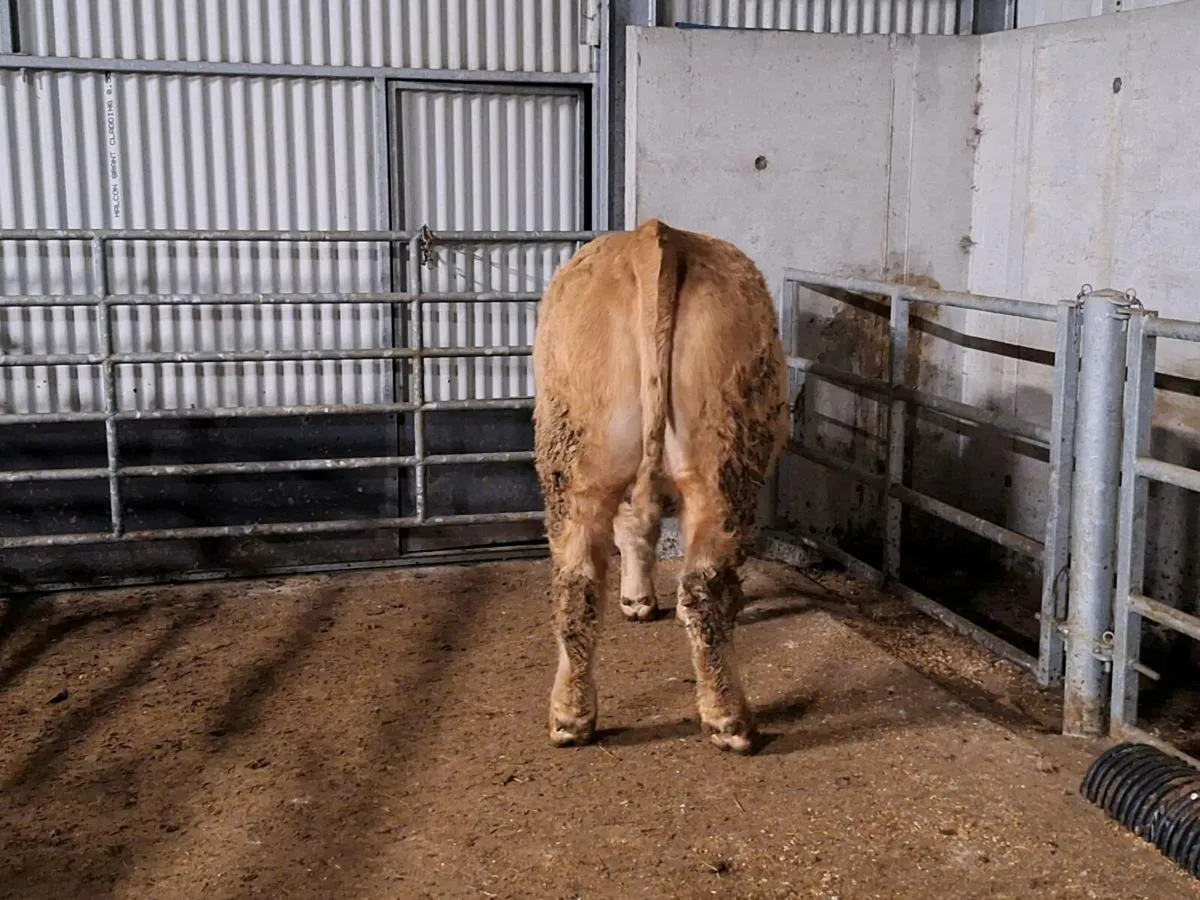 CH/SIX breeding Heifer - Image 3