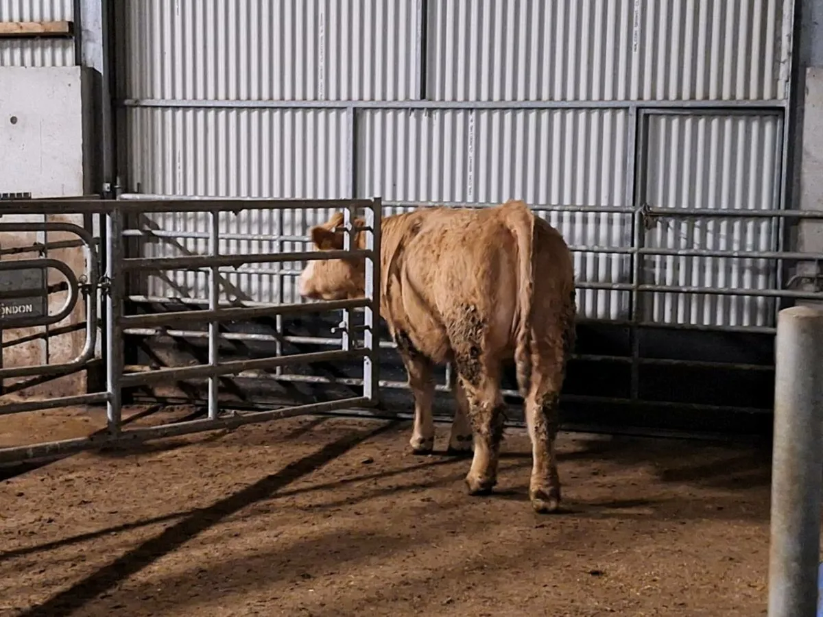 CH/SIX breeding Heifer - Image 4