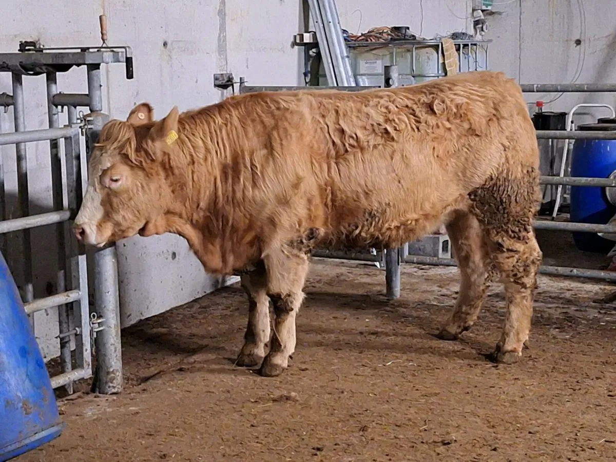 CH/SIX breeding Heifer - Image 1