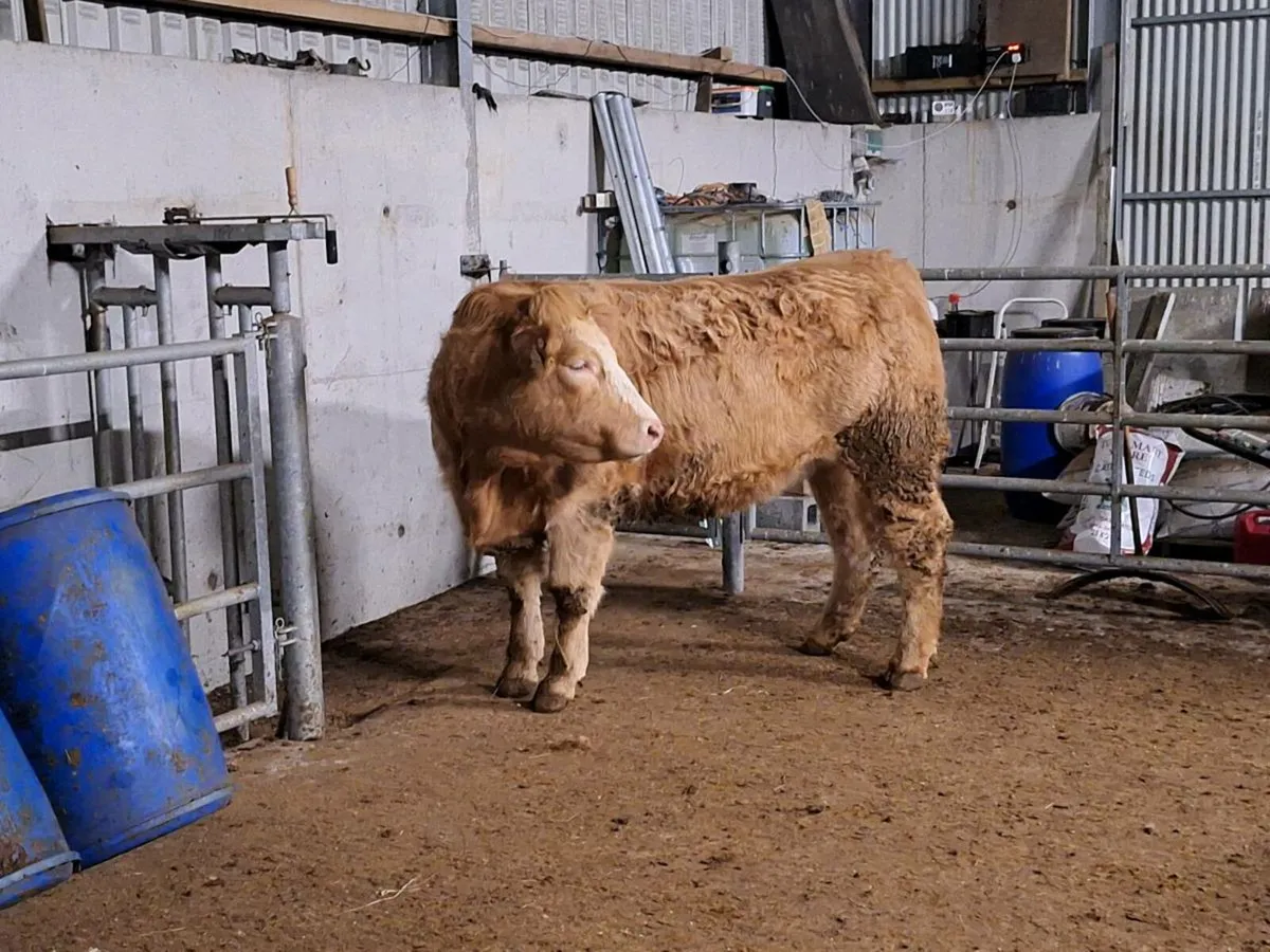 CH/SIX breeding Heifer - Image 2