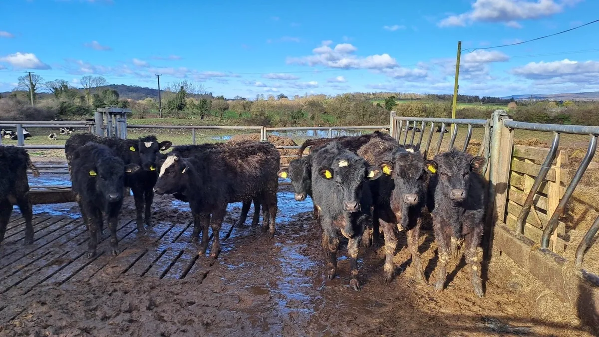 Young cattle for sale - Image 4