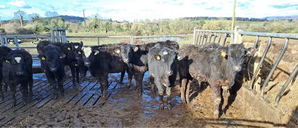 Young cattle for sale - Image 1