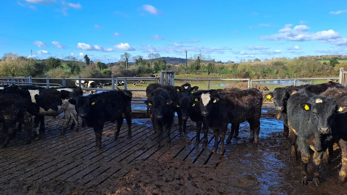 Young cattle for sale - Image 3