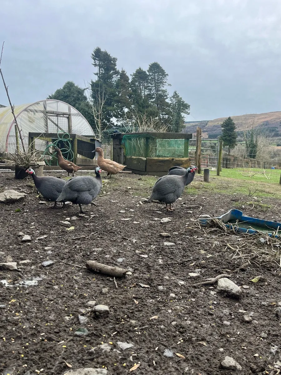 Guinea Fowl - Image 3