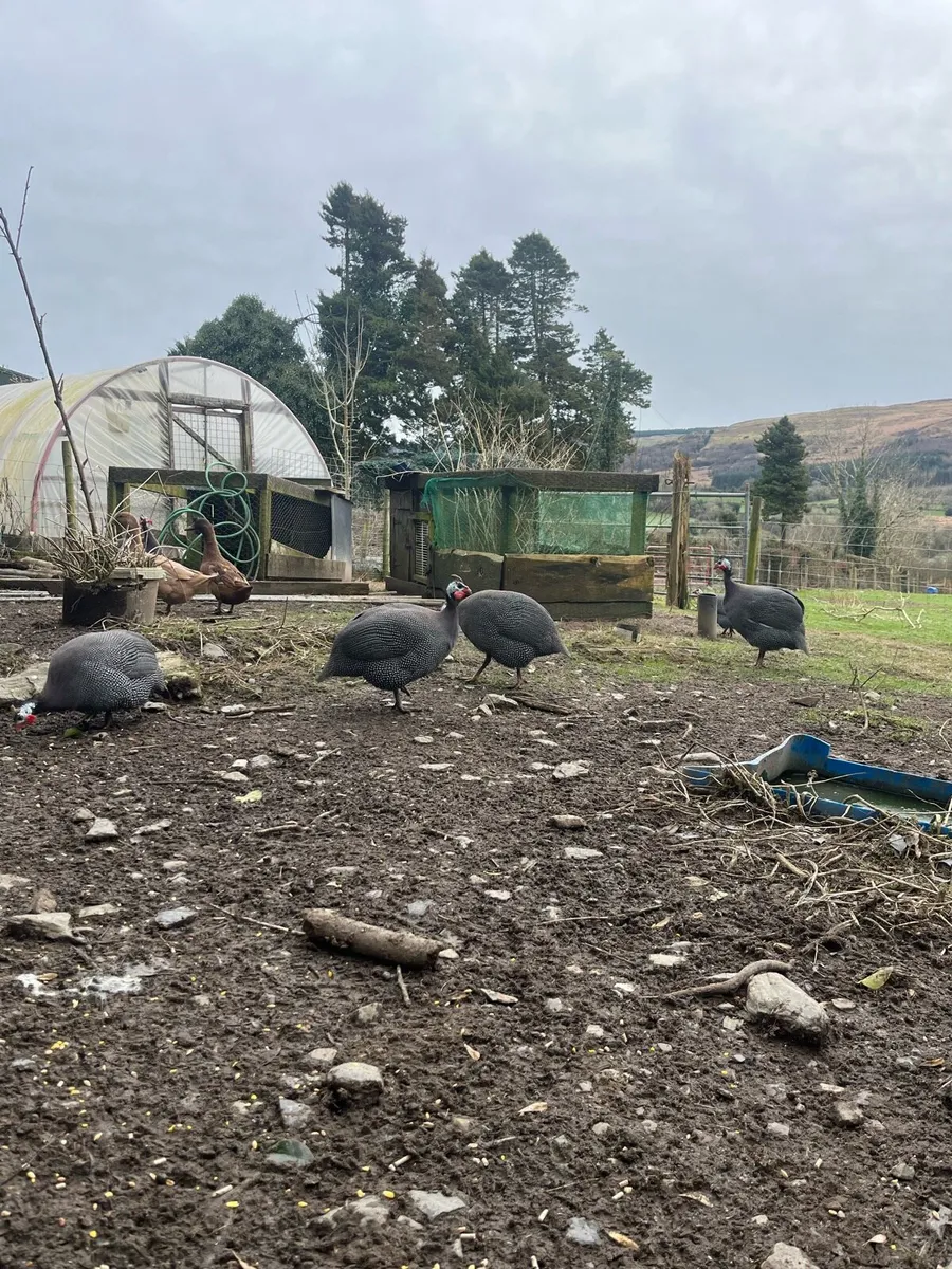 Guinea Fowl - Image 4
