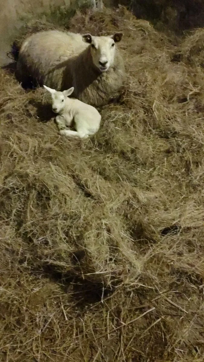 Ewes with lambs at foot.Very quiet also bales(40)