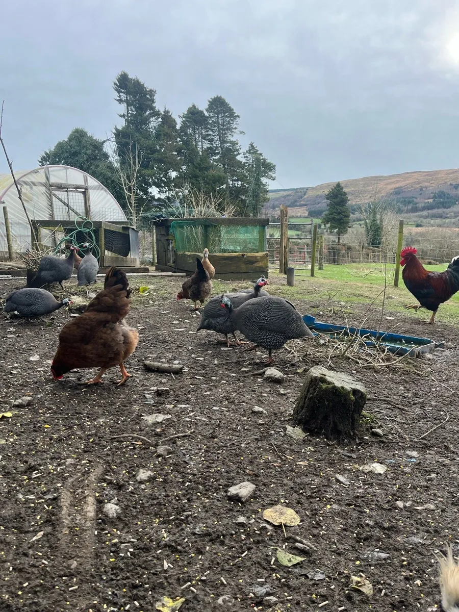 Guinea Fowl - Image 1