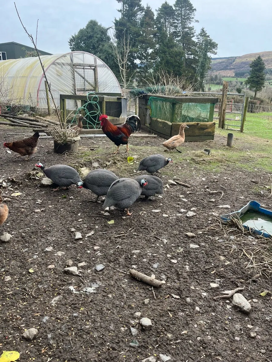 Guinea Fowl - Image 2