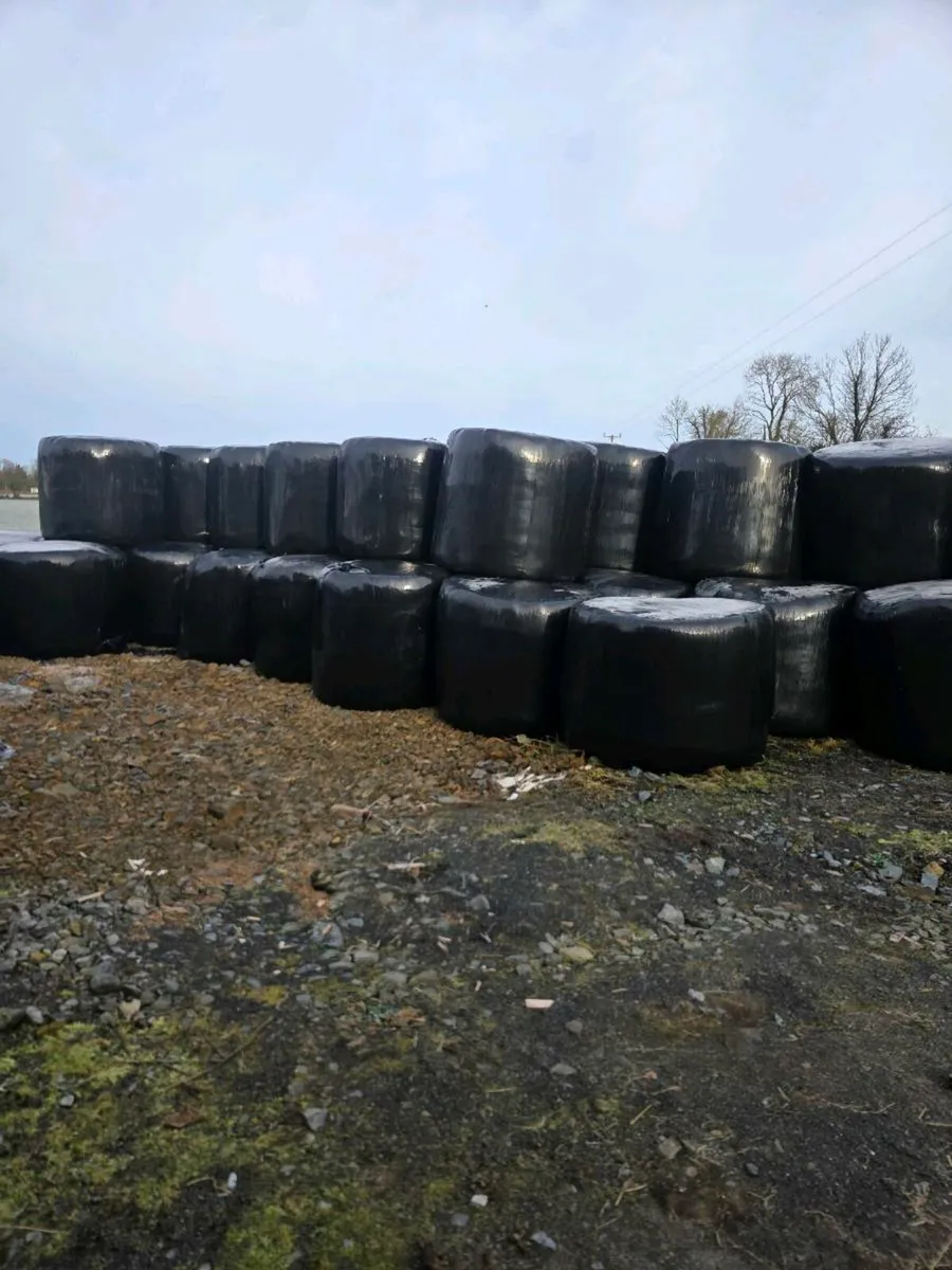 Bales of silage