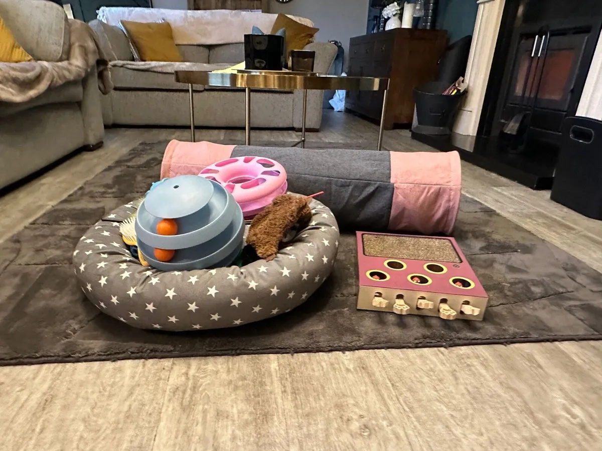 Cat beds toys + litter trays - Image 1