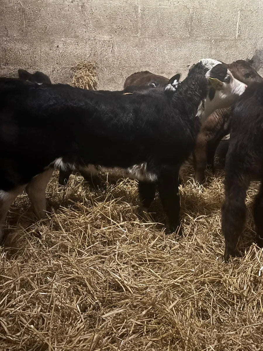 Heifer Calves - Image 1