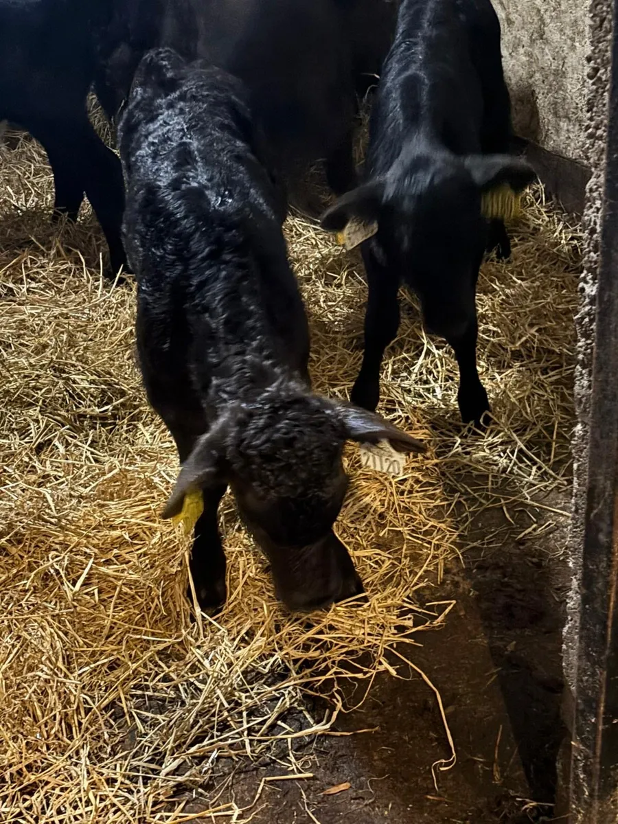 Heifer Calves - Image 2