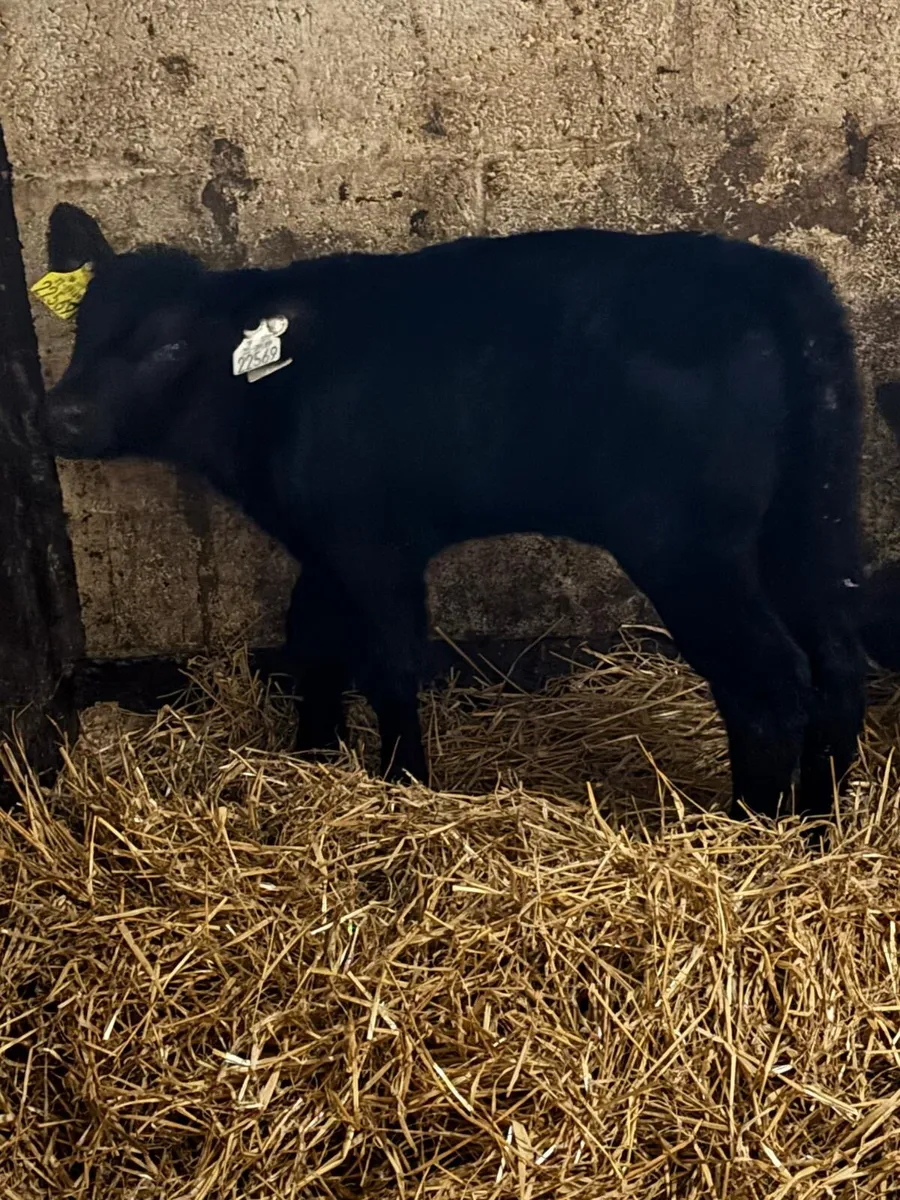 Heifer Calves - Image 3