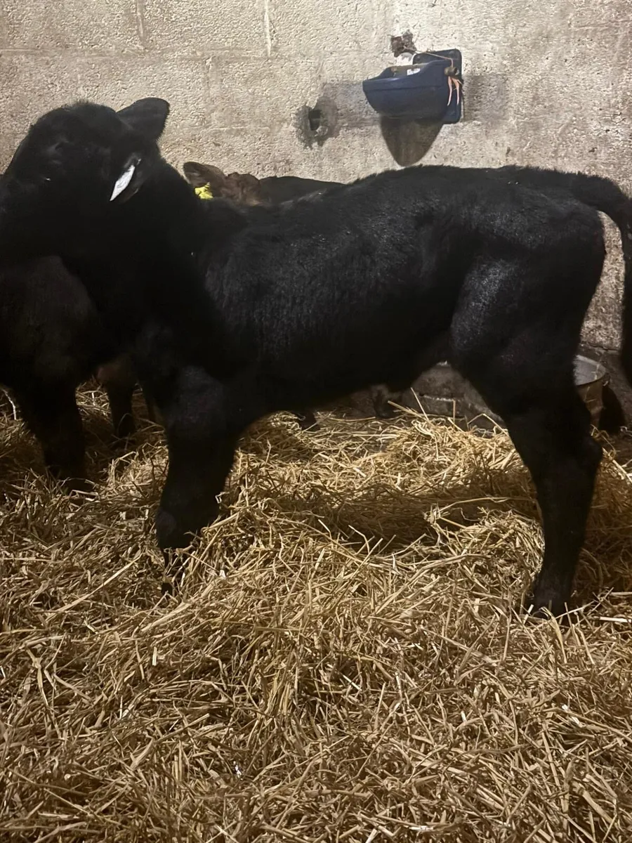 Heifer Calves - Image 4