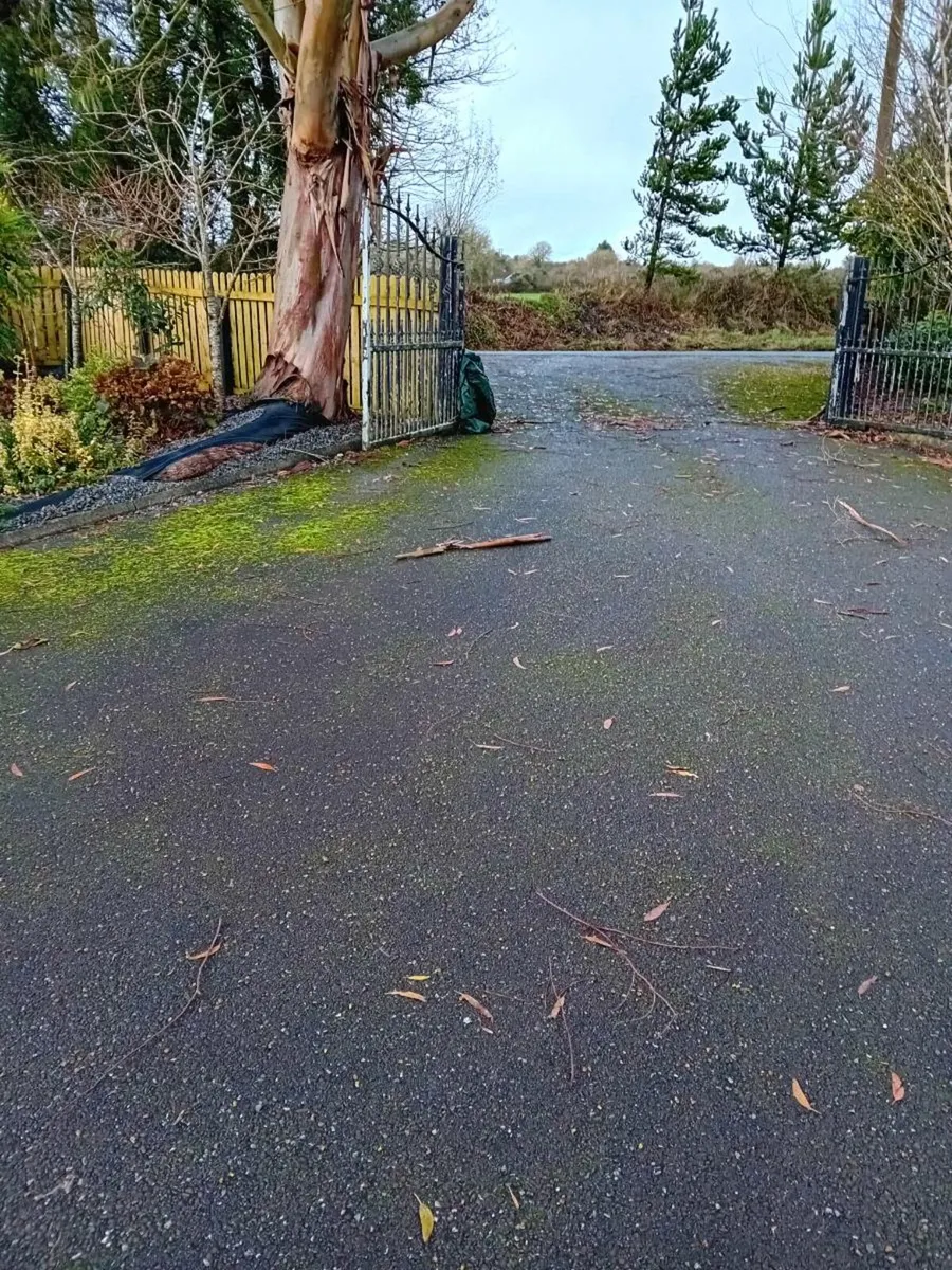 Moss removal service - Image 4