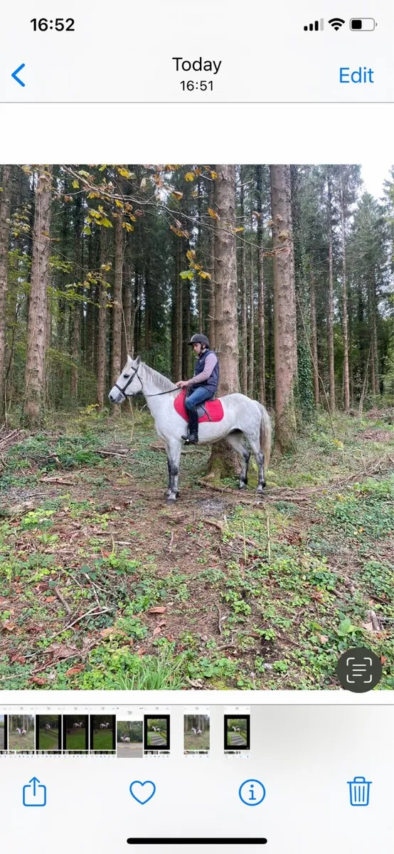 Broken and ridden Connemara mare - Image 1
