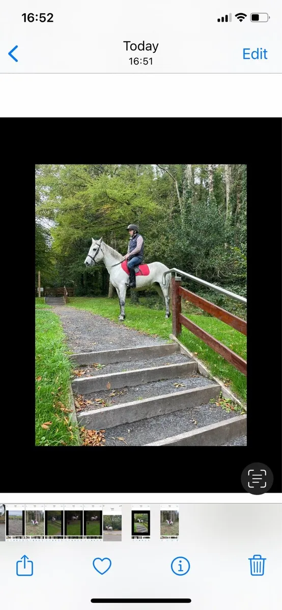Broken and ridden Connemara mare - Image 2